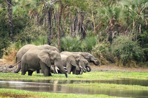 gorongosa-aug-590×390