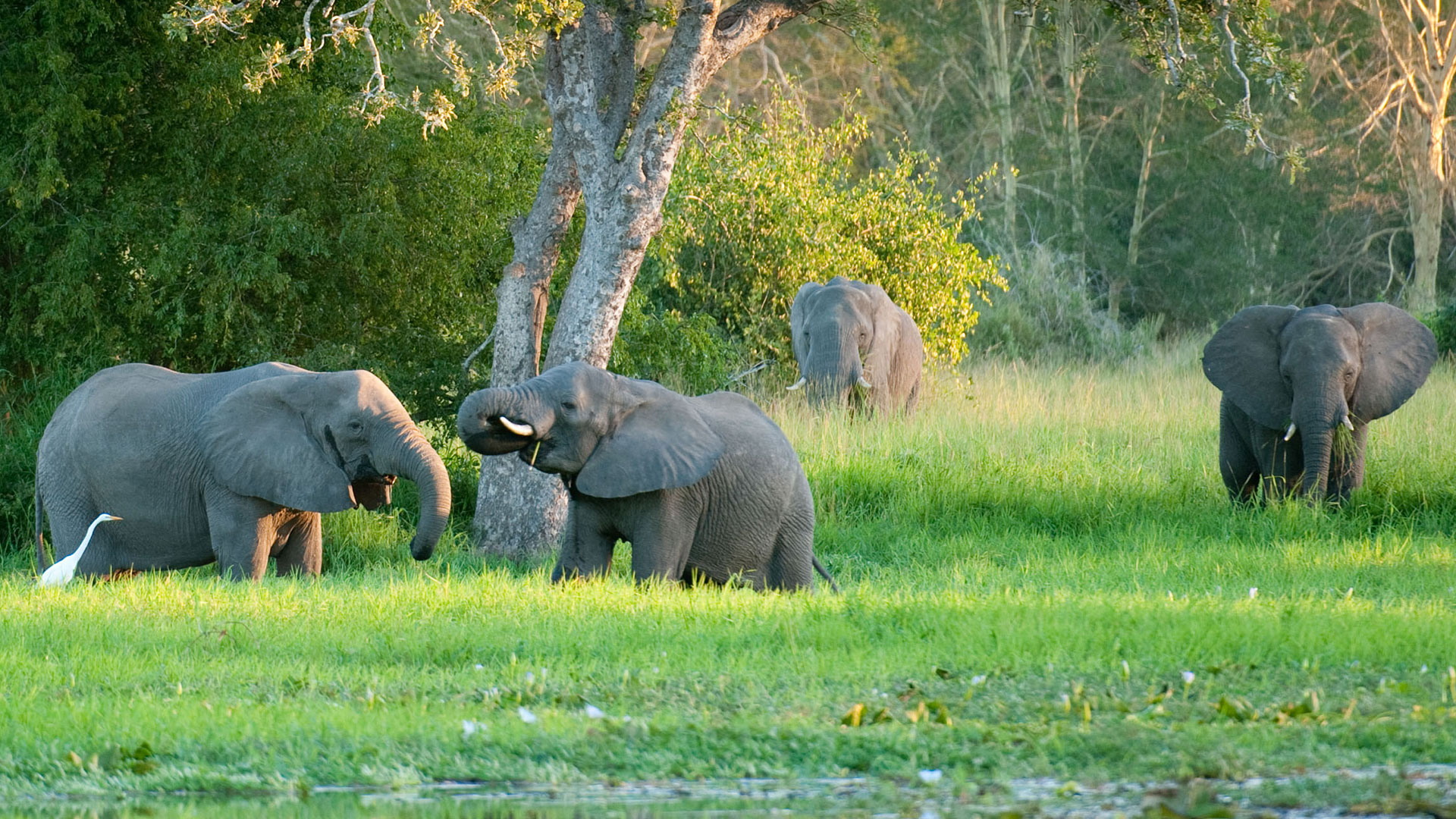 mozambique-gorongosa-national-park-elephants